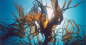 Laminaria extract (brown algae)